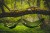BYSTRY-2025-Treetop-Green-1920x1280-07.jpg