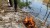 zul_pl_EDCX-Kevlarowa-pila-do-drewna-3304-29561_2.jpg